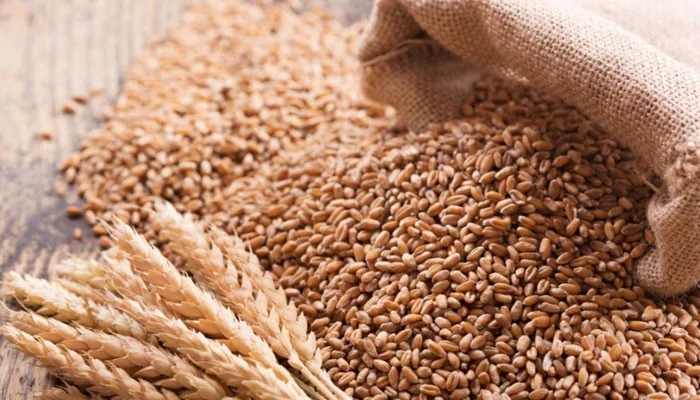 Wheat grains spilling from a burlap sack with wheat stalks, representing agricultural trading and quality wheat supply