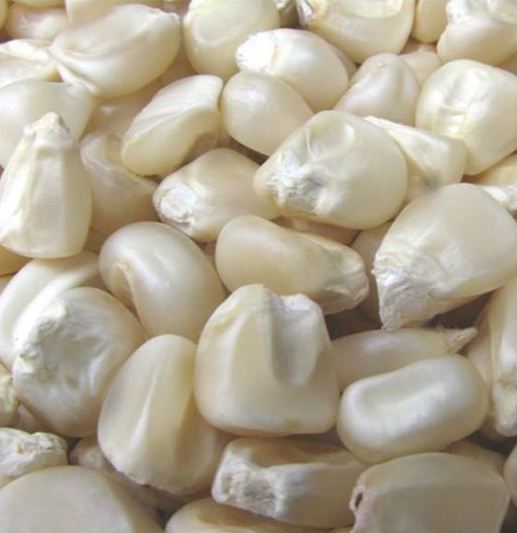 WHITE MAIZE